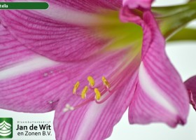 hippeastrum Estella (3)